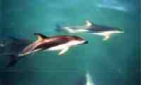 Dolphins